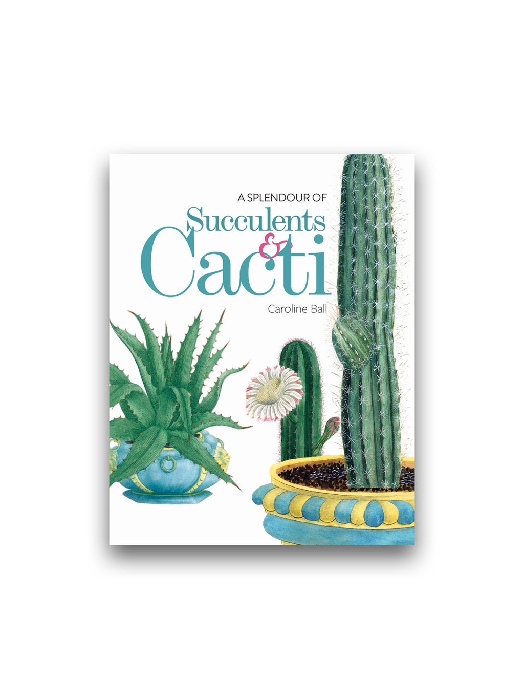 A Splendour of Succulents & Cacti