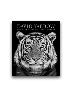 David Yarrow Photography